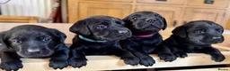 Labrador Retriever dogs for sale: Outstanding Labrador Puppies–Exceptional Pedigree - Advert 18