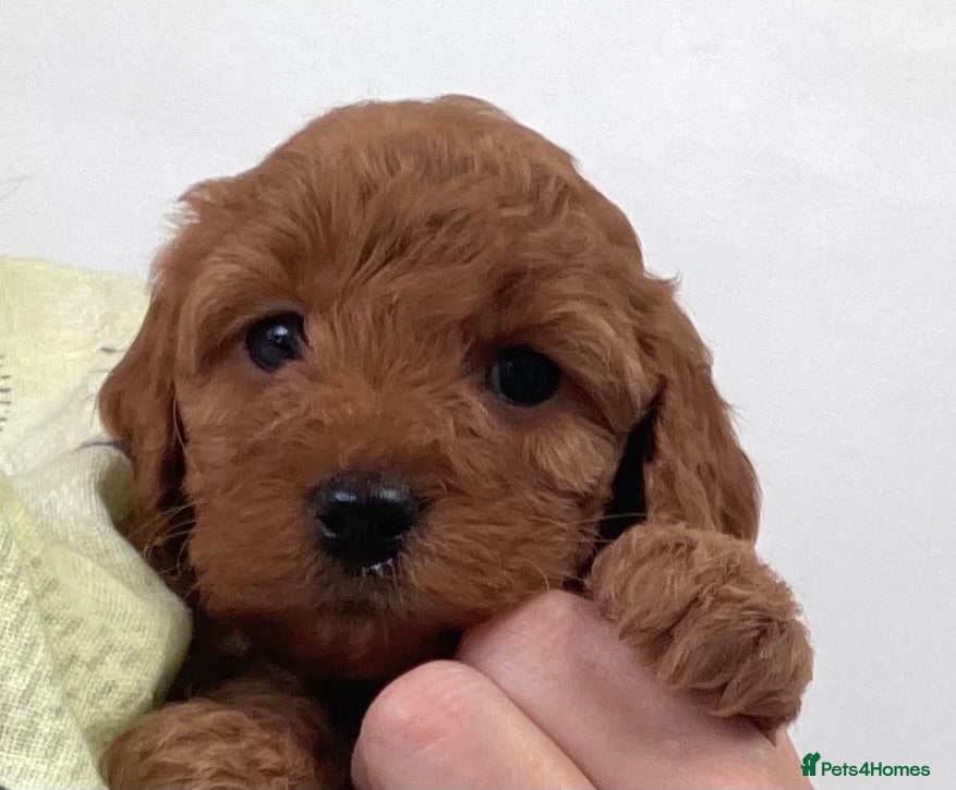 Cockapoo dogs COCKAPOO PUPPIES - Advert 11