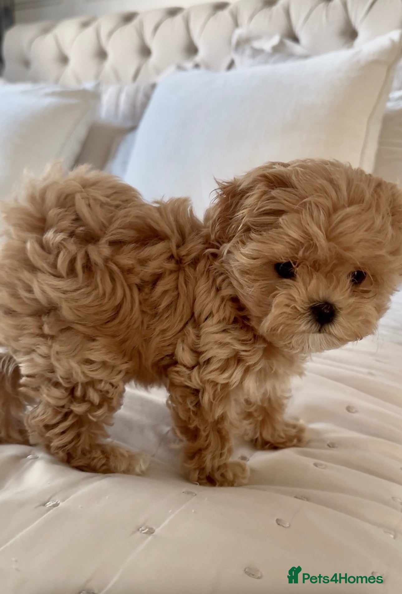 Maltipoo dogs 🧸Maltipoo DNA tested Korean & Asian lines - Advert 2