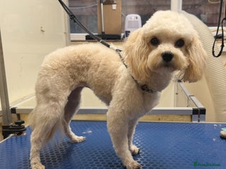 Cavapoo dogs - Advert 1