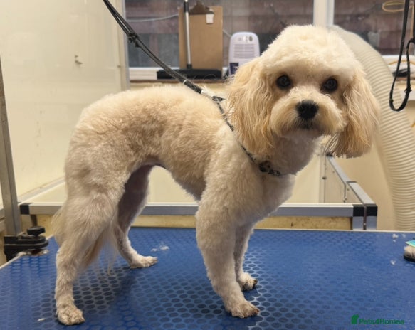 Cavapoo dogs - Advert 1