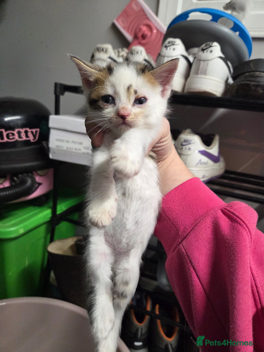 Mixed Breed cats for sale: 2 female 2 male kittens available - Advert 3