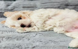 Havanese dogs for sale: 3 Beautiful Havanese Pedigree Puppies - Image 9