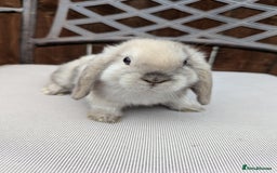 Mini Lop rabbits for sale: Mini lops baby rabbits for sale  - Image 1