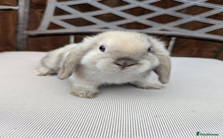 Mini Lop rabbits - Advert 11