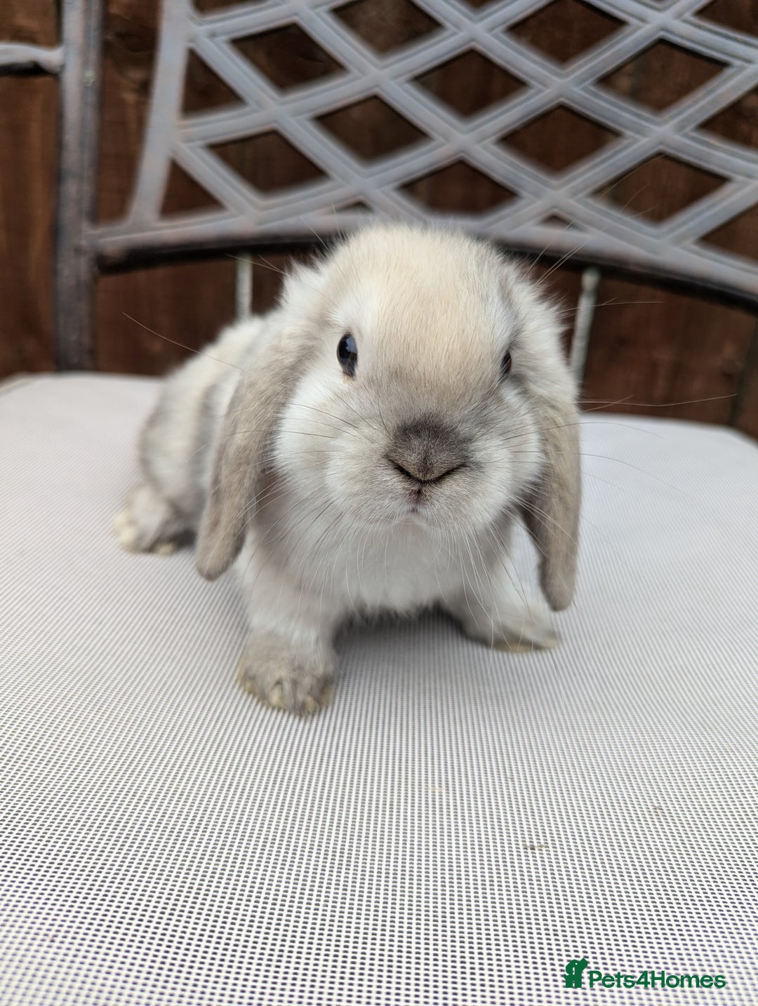 Mini Lop rabbits for sale: Mini lops baby rabbits for sale  - Image 1