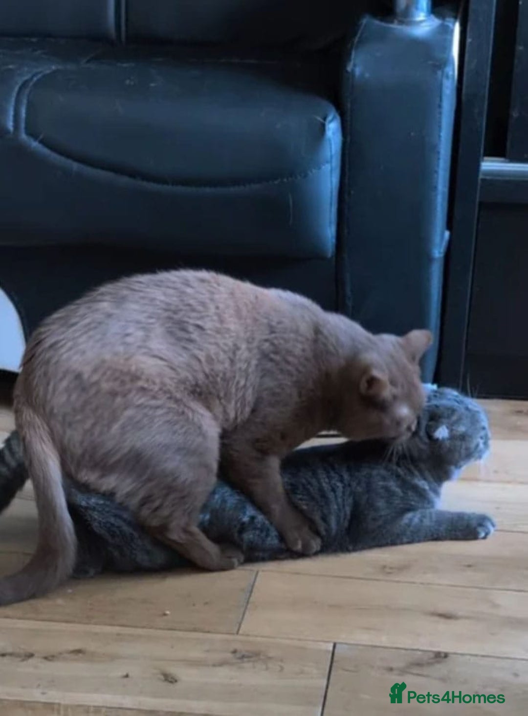 British Shorthair cats for sale: 🏆GCCF / TICA Active –🏅 PROVEN  - Advert 14