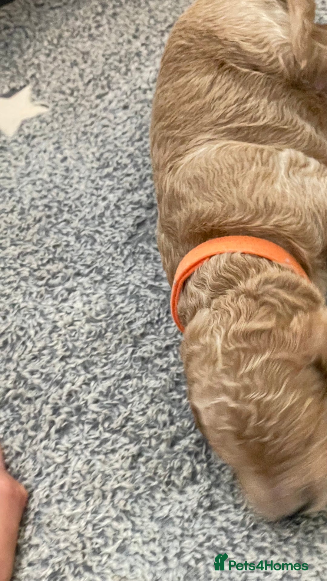 Goldendoodle dogs for sale: F1b Goldendoodles available for reservation - Image 19