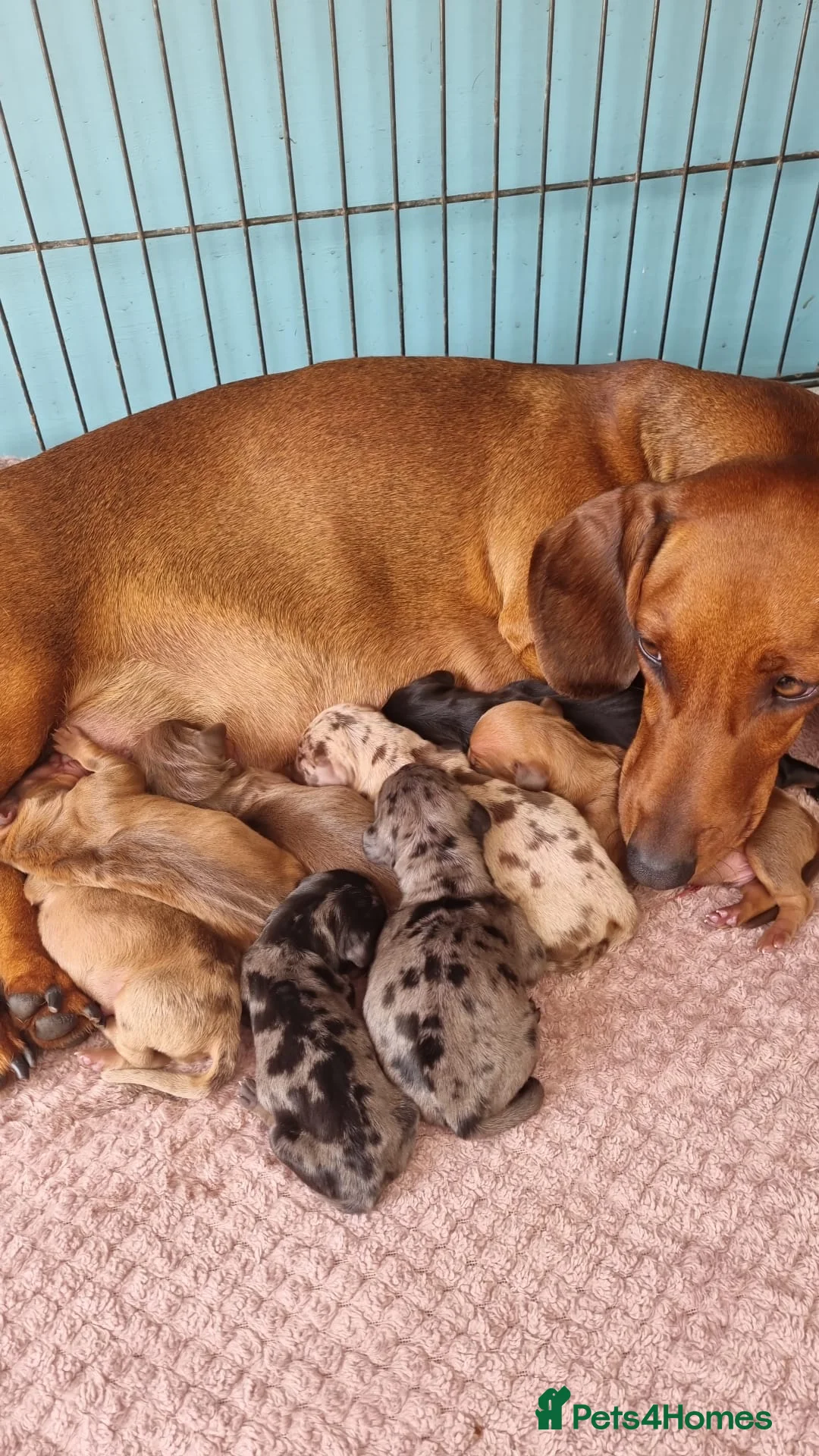 Dachshund dogs for stud: Proven Isabella Dapple daschund for stud in Wolverhampton - Advert 4