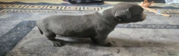 Staffordshire Bull Terrier dogs for sale: Blue staffy pups. Blue bronsen bloodline - Advert 20