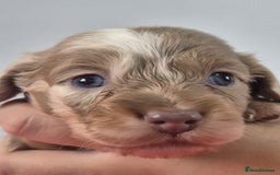 Miniature Dachshund dogs for sale: KC Registered Miniature Dachshund  - Image 20