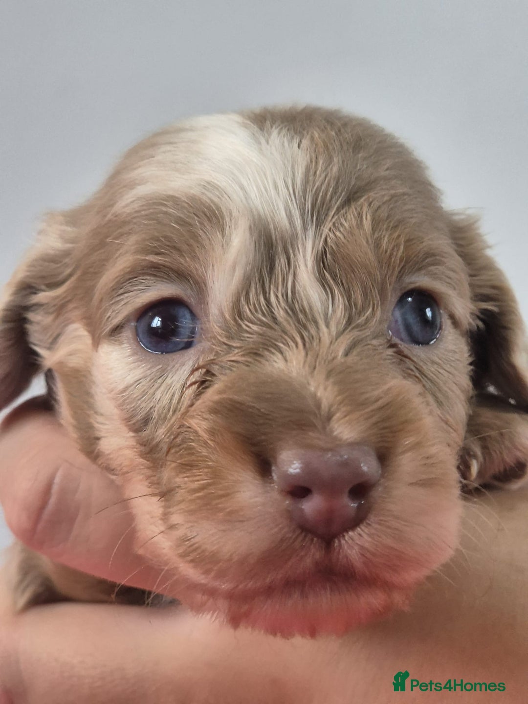 Miniature Dachshund dogs for sale: KC Registered Miniature Dachshund  - Image 20