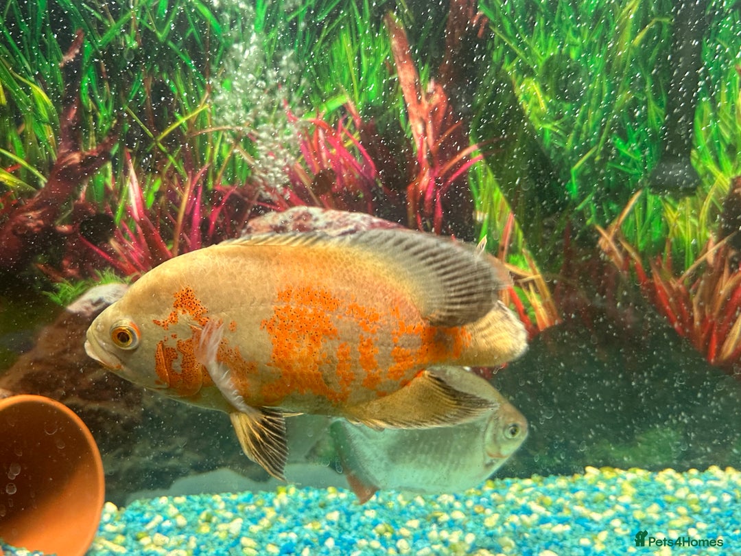 Cichlids fish for sale: Fishes for sale  - Image 2