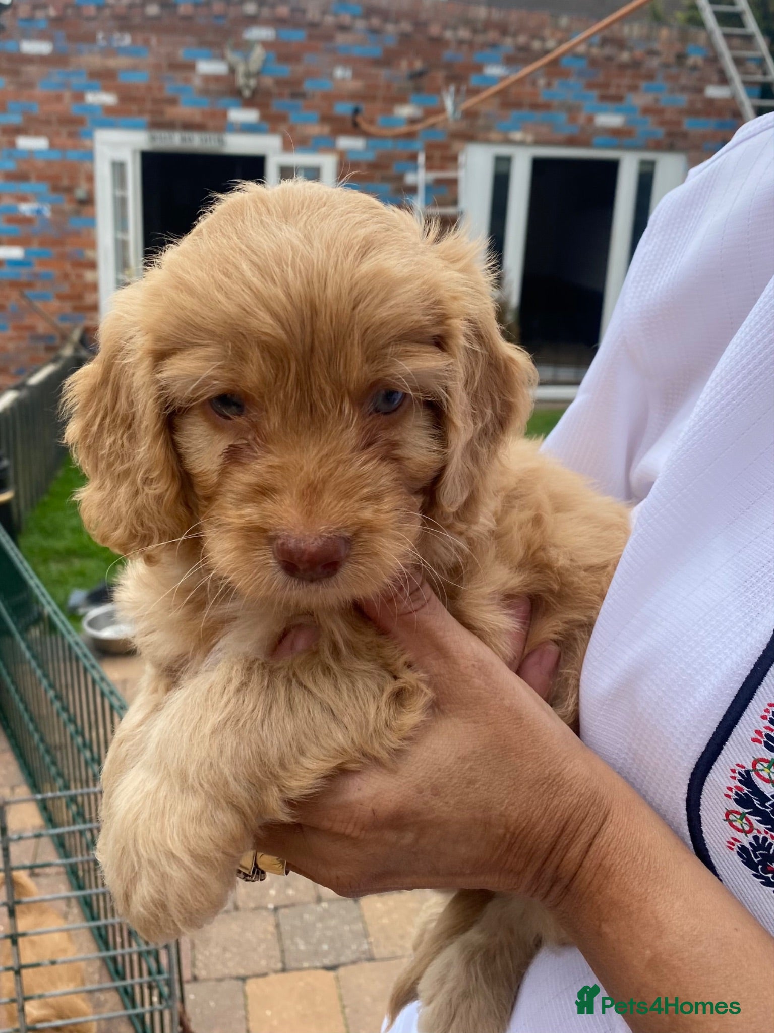 Cockapoo dogs Cockapoo puppies  - Advert 1