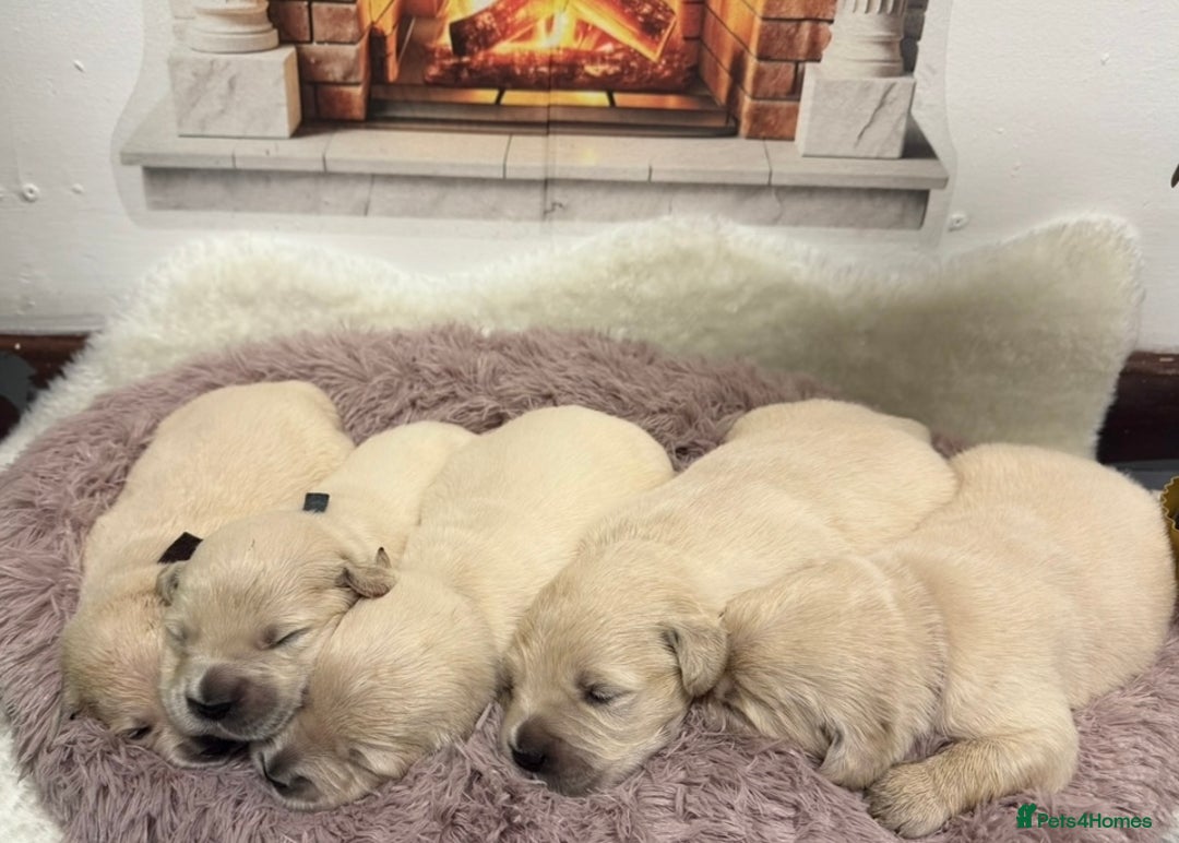 Golden Retriever dogs for sale: Golden Retriever Pups from Health Tested Parents  - Advert 4