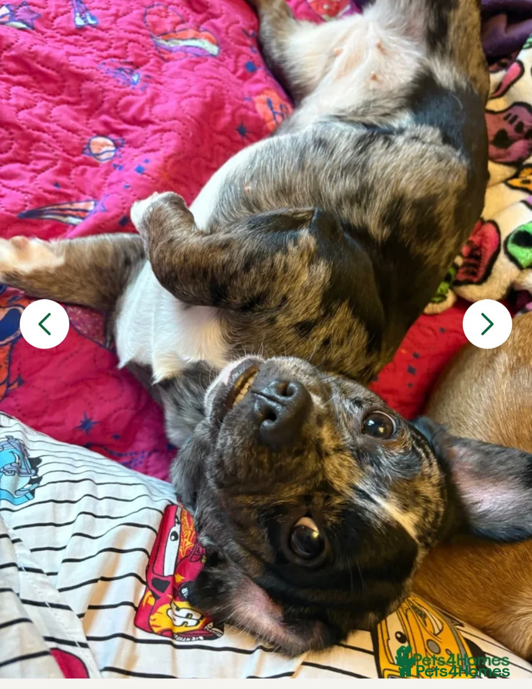 Mixed Breed dogs for sale: Stunning merle frenchie cross - Advert 2