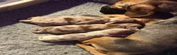 Miniature Dachshund dogs for sale: Miniature Dachshund Puppies  - Advert 15