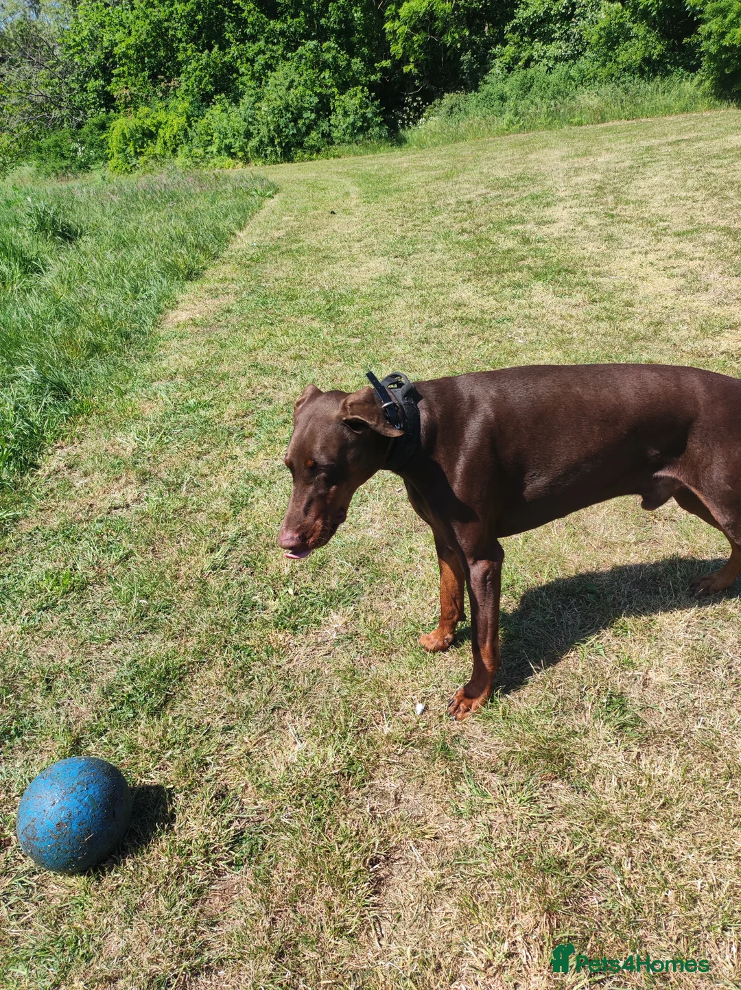 Dobermann dogs for stud: Proven Euro Doberman Stud in London - Advert 5