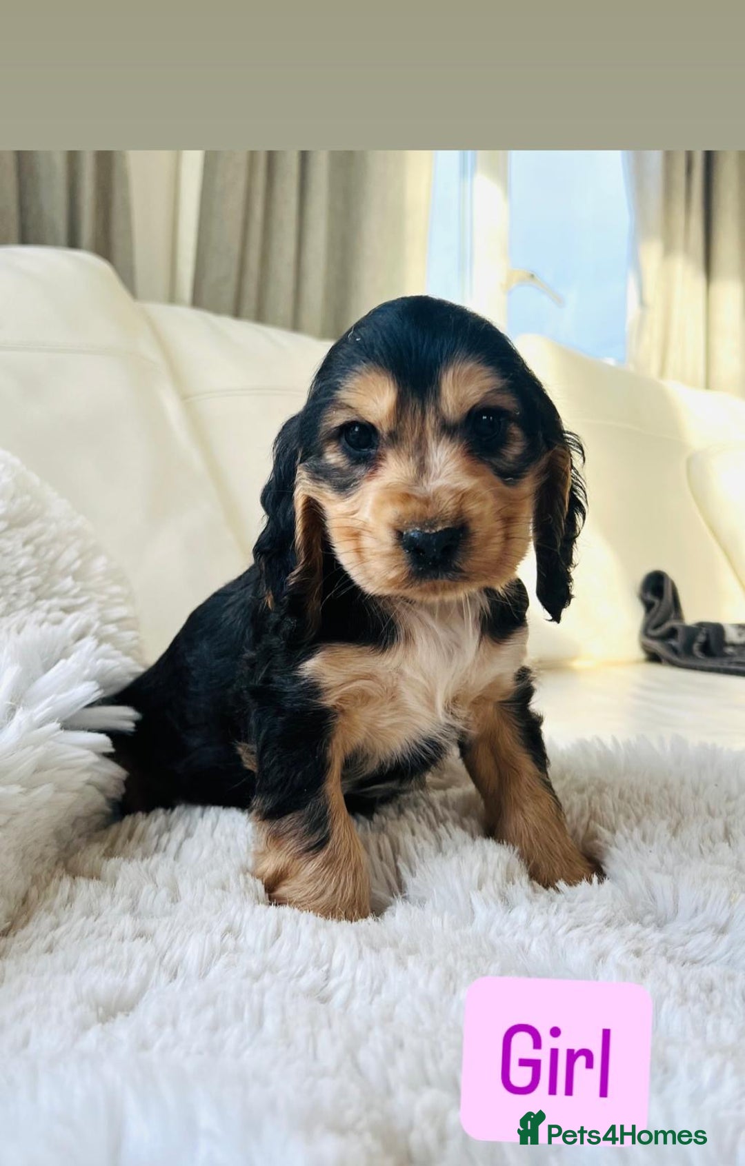 Cocker Spaniel dogs for sale: KC Registered Show Cocker puppies  - Advert 12