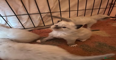 Ragdoll cats - Advert 16