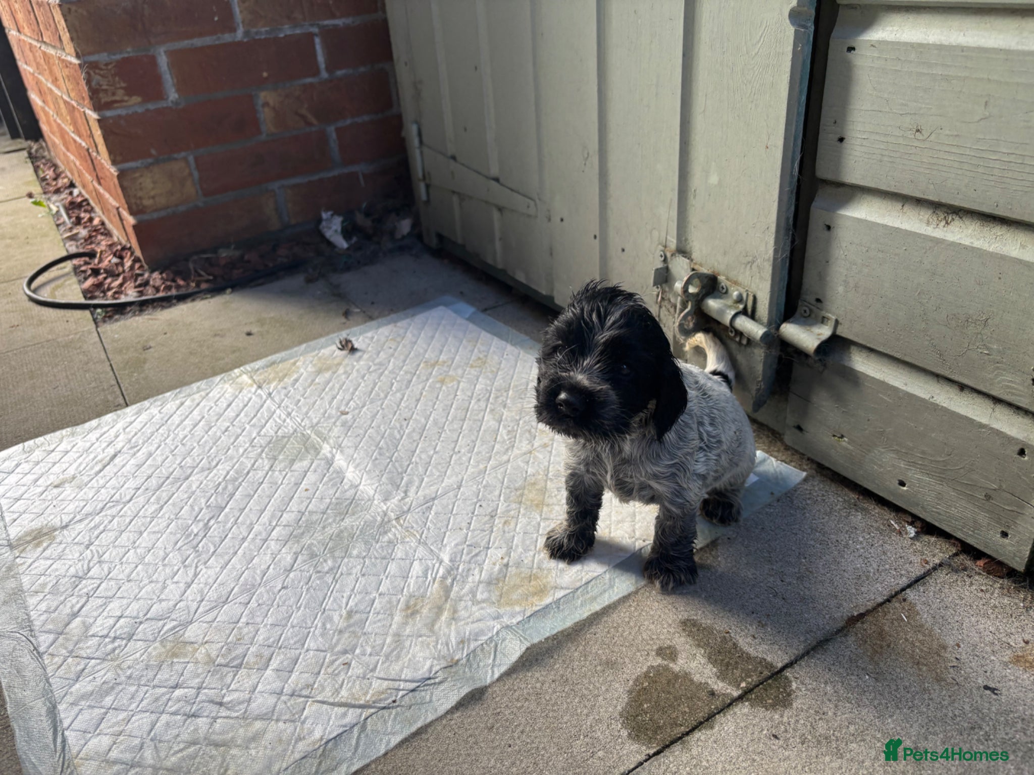 Cocker Spaniel dogs Cocker Spaniel (Show Type) Blue Roan KC reg  - Advert 2