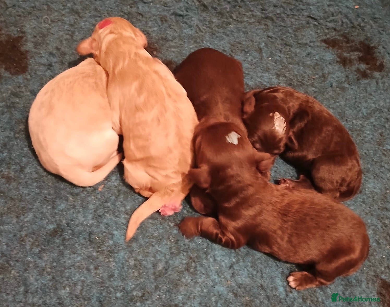 Australian Labradoodle dogs     🐾 Adorable Australian Labradoodle Puppies  - Advert 2