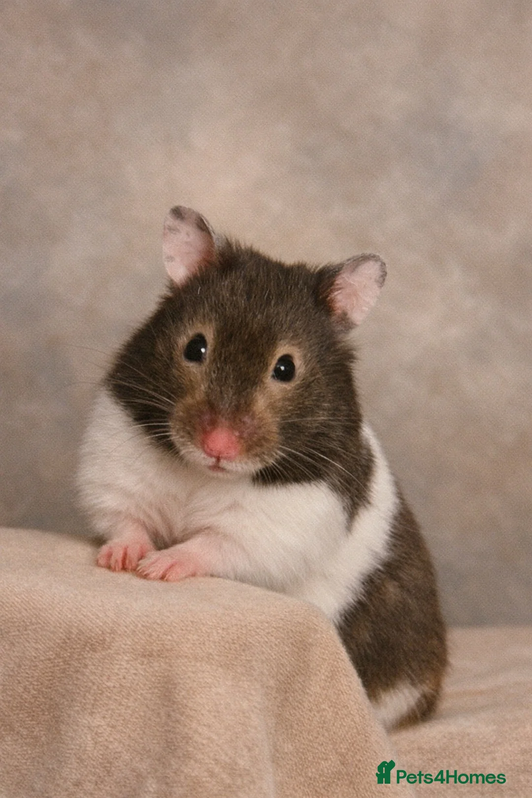 Hamster rodents for sale: Most adorable Syrian hamster Stinky  in Ilford - Advert 1
