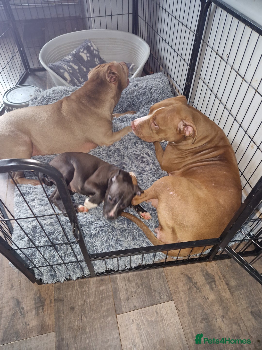 Mixed Breed dogs for sale: Presa/American Johnson bulldog - Image 33