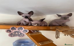 Sphynx cats for sale: Tica registered Sphynx  - Image 19
