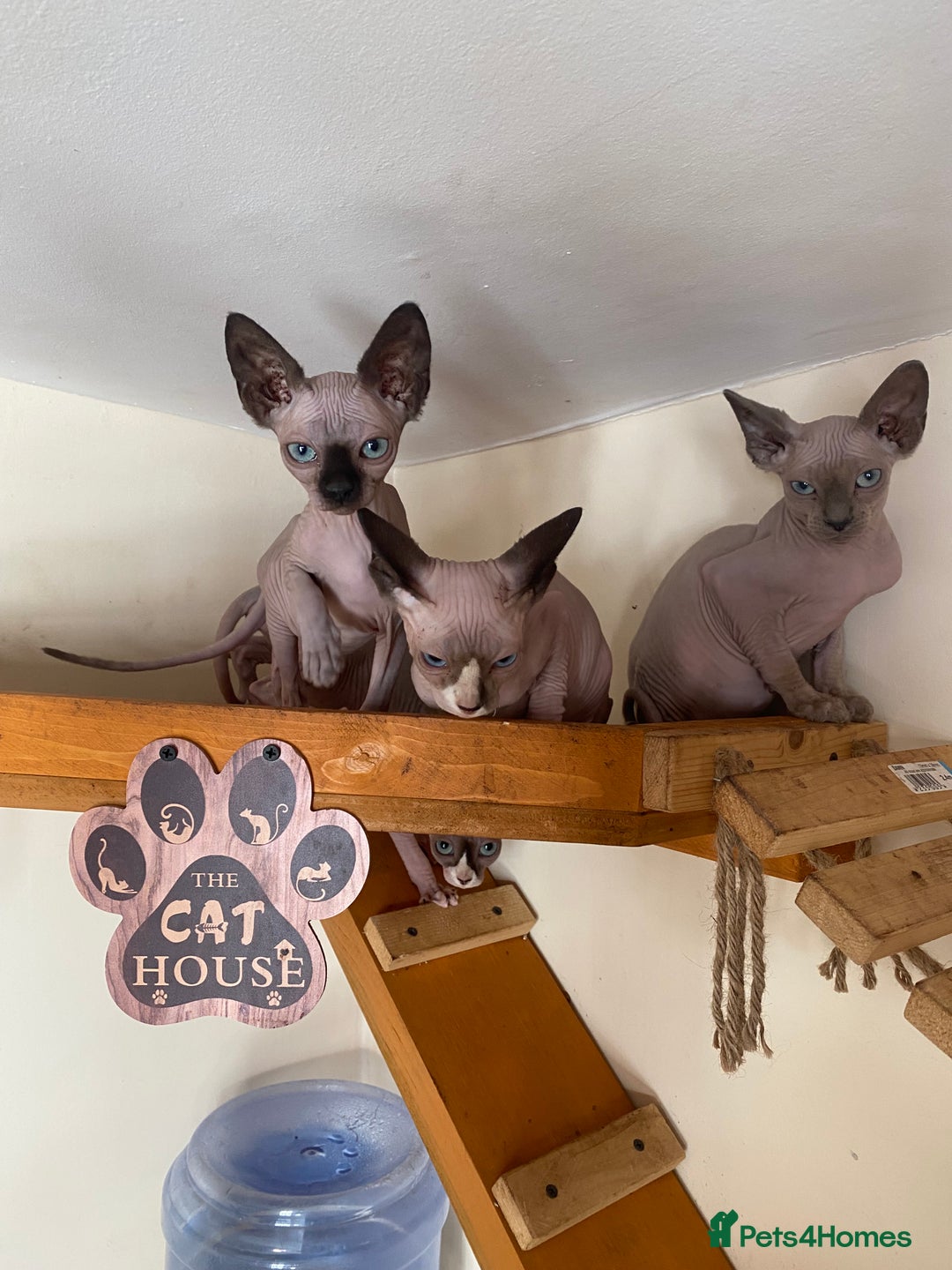 Sphynx cats for sale: Tica registered Sphynx  - Image 19