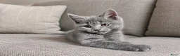 Mixed Breed cats for sale: 😍British Shorthair &Maine Coon 😍 - Advert 9