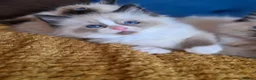 Ragdoll cats for sale: Registered Ragdoll Kittens  - Advert 3
