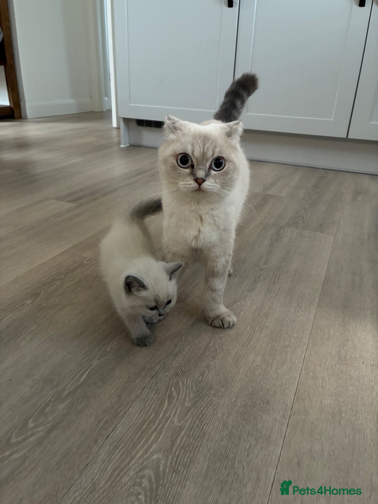 Scottish Fold cats Scottish fold kittens - Advert 2