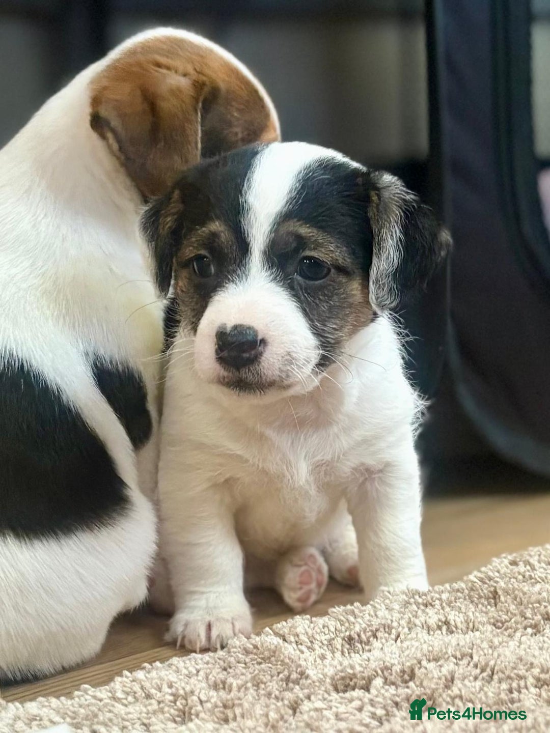 Jack Russell dogs for sale: Gorgeous short-legged Jack Russell Puppies! - Advert 20