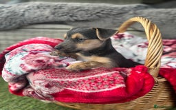 Jack Russell dogs for sale: Rare Jack Russell Puppies for sale - Image 4