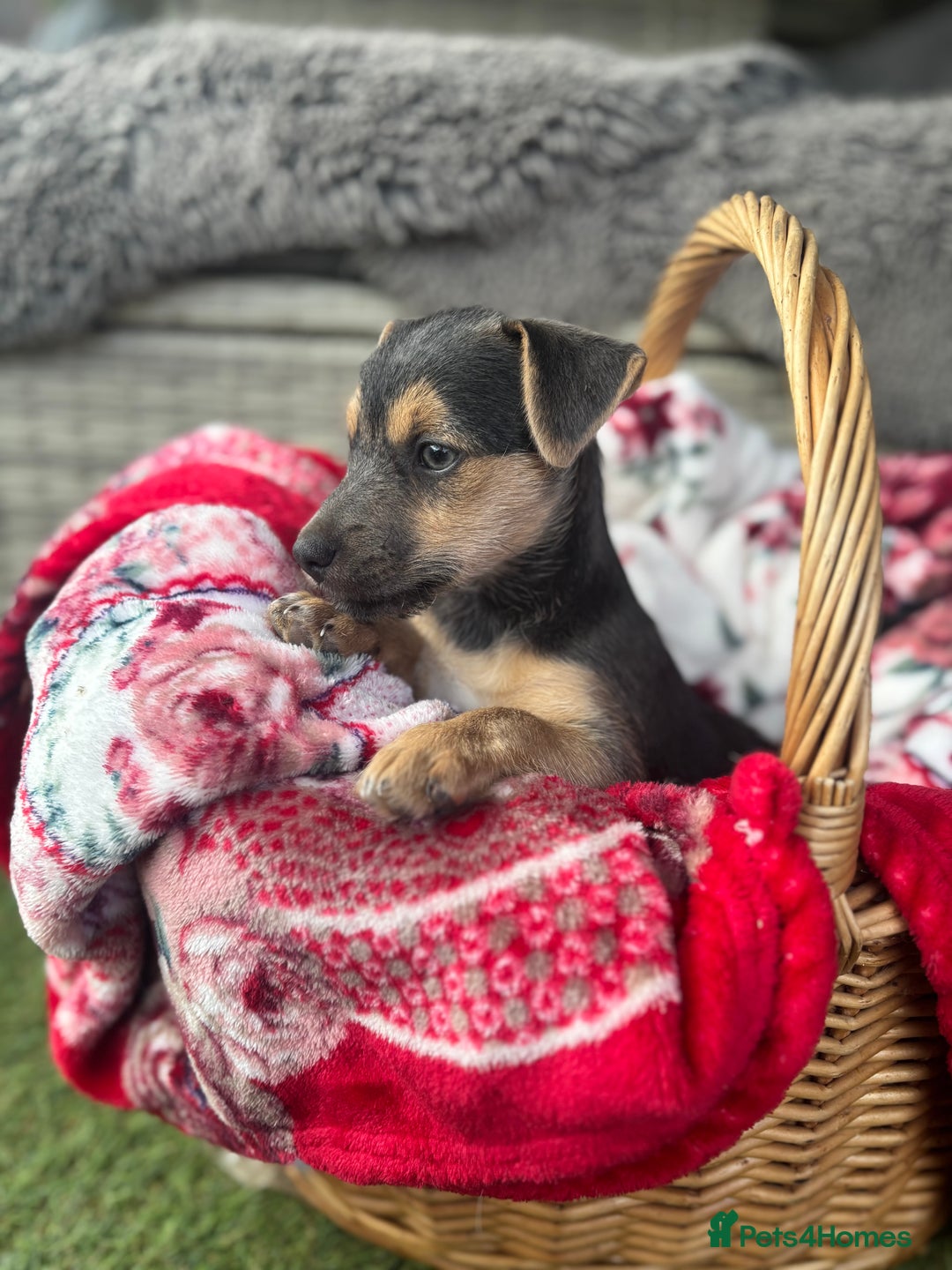 Jack Russell dogs for sale: Rare Jack Russell Puppies for sale - Image 4