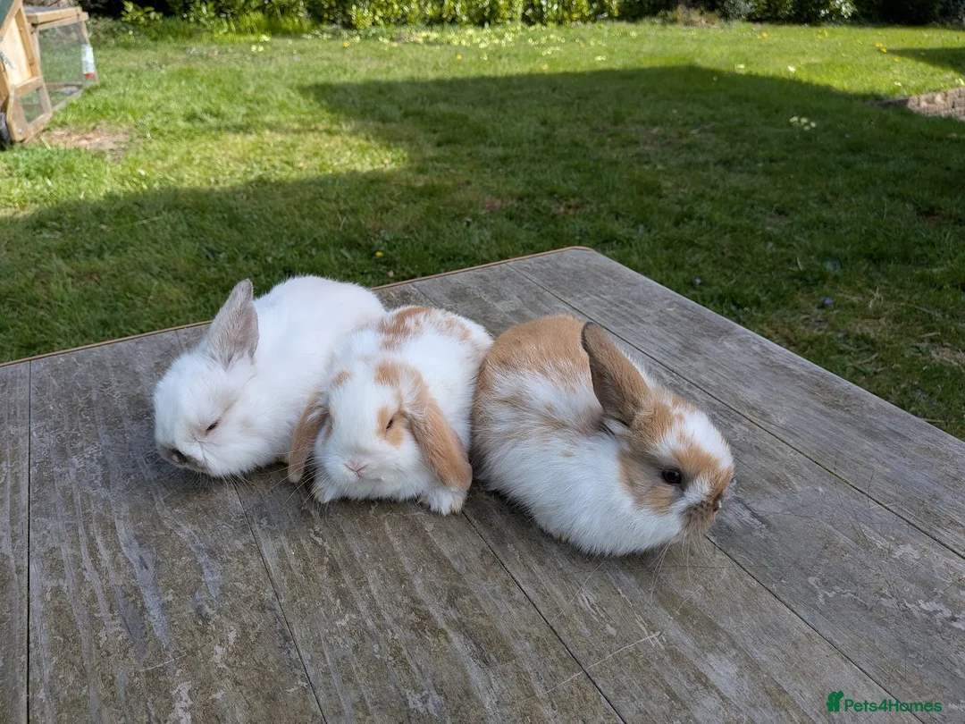 Mini Lop rabbits for sale: Mini lops Robertsbridge - Advert 1