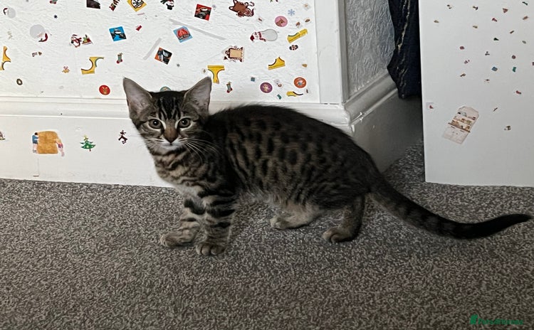 Mixed Breed cats - Advert 6