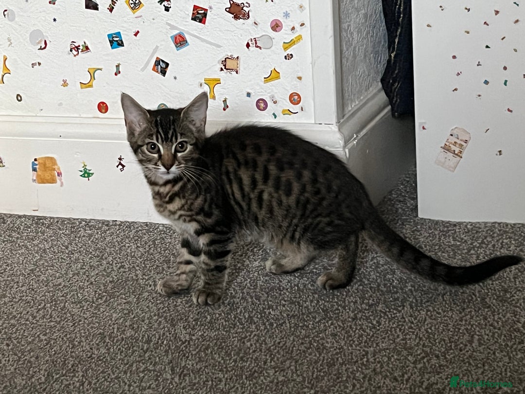 Mixed Breed cats for sale: Two lovely female kittens  - Image 1