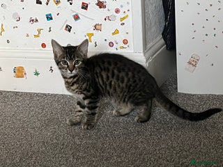 Mixed Breed cats - Advert 31