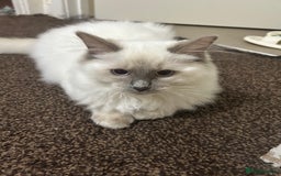 Ragdoll cats for sale: Stunning Male Baby Ragdoll Kittens  - Image 1