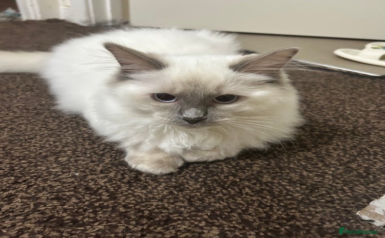 Ragdoll cats - Advert 1