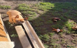 French Bulldog dogs for sale: French bulldog bitch - Image 4