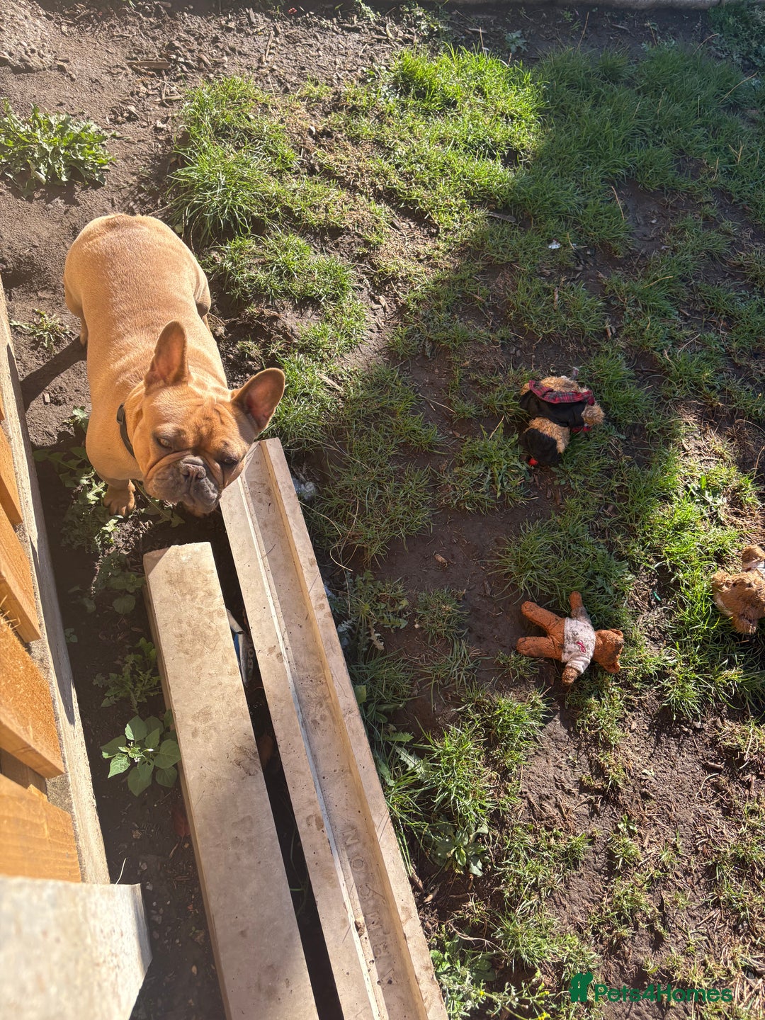 French Bulldog dogs for sale: French bulldog bitch - Image 4