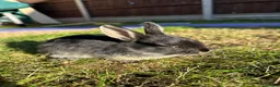Mixed Breed rabbits for sale: Beautiful Dwarfs lops (Ready to go)  - Advert 13