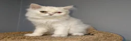 Persian cats for sale: Persian kittens for sale - blue eye beauty  - Advert 5