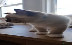Ragdoll cats for sale: LAST ONE - female seal point mitted Ragdoll kitten - Image 13