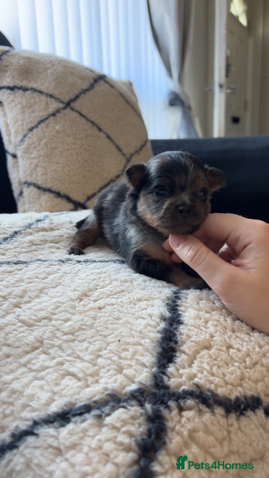 Pomeranian dogs for sale: Beautiful pomeranians - Image 16