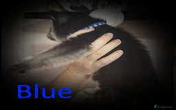 Shepsky dogs for sale: Siberian husky hybrid pups - Image 5
