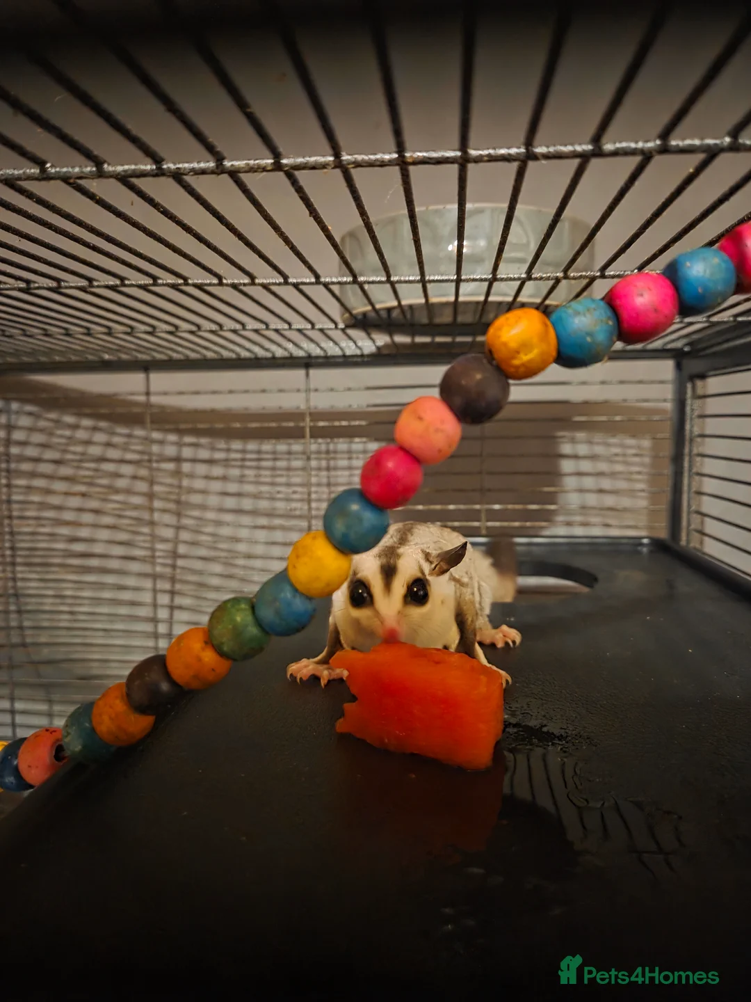 Sugar Glider rodents for sale: 3 sugar gliders in Blairgowrie - Advert 5